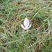 Title DSCF0086.JPG