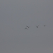 Title IMG_0482.JPG