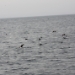 Title IMG_0558.JPG