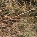Title IMG_1701.JPG