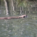 Title IMG_1866.JPG