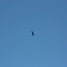 Title IMG_2533.JPG