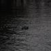 Title DSC00269.JPG